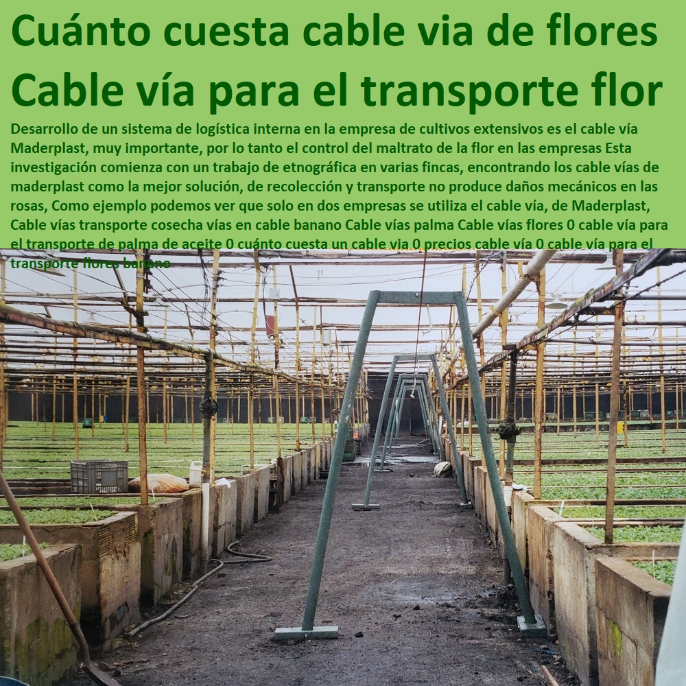 Cable vías transporte cosecha vías en cable banano Cable vías palma Cable vías flores 0 INVERNADEROS, SEMILLEROS, BANCOS DE SIEMBRA, Hidroponía, Agricultura, Cosecha, Poscosecha, Tutores para Flores cable vía Bananas Aromáticas, Cultivos Tecnificados, cable vía para el transporte de palma de aceite 0 cuánto cuesta un cable via 0 precios cable vía 0 cable vía para el transporte flores banano Cable vías transporte cosecha vías en cable banano Cable vías palma Cable vías flores 0 cable vía para el transporte de palma de aceite 0 cuánto cuesta un cable via 0 precios cable vía 0 cable vía para el transporte flores banano